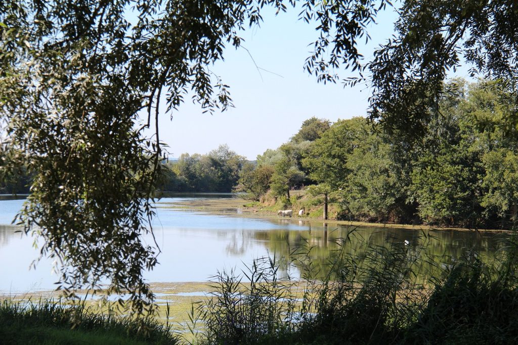 Les vaches de l'ile ont leur abreuvoir à disposition