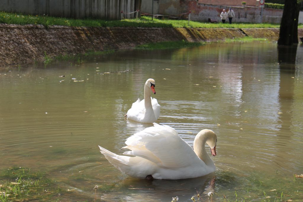 Un couple de cygne