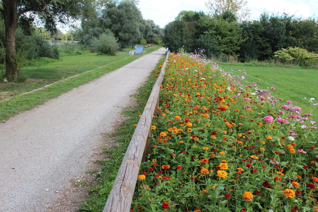 Le gazon fleuri du chemin de halage