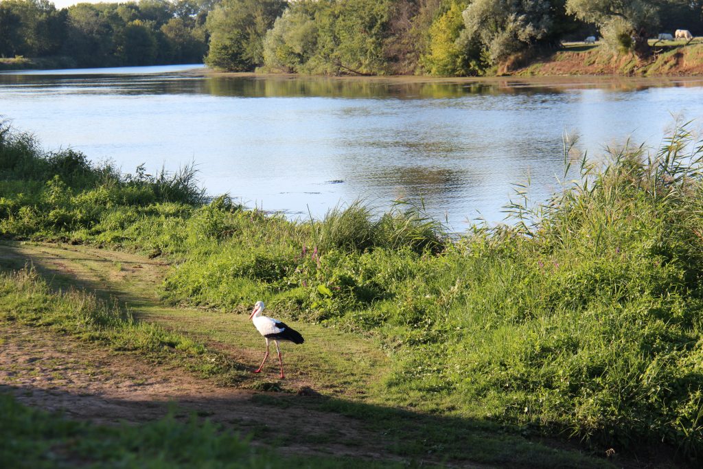 Une cygogne sur le bord de Saône