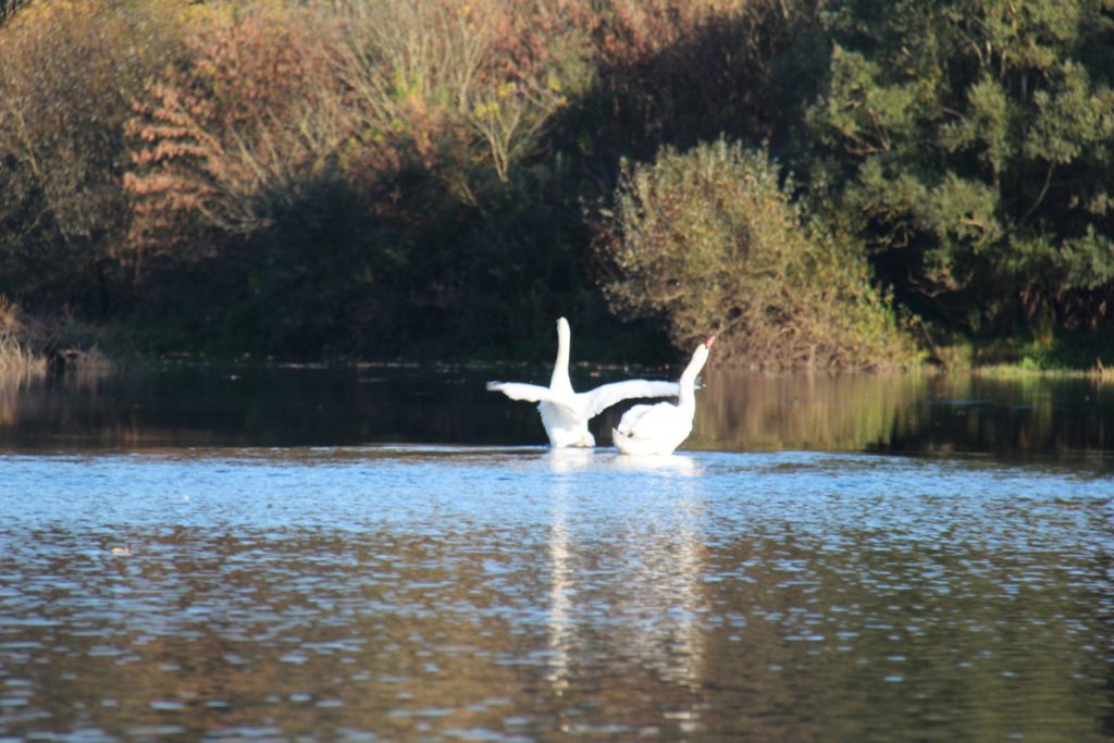 L'envol des cygnes