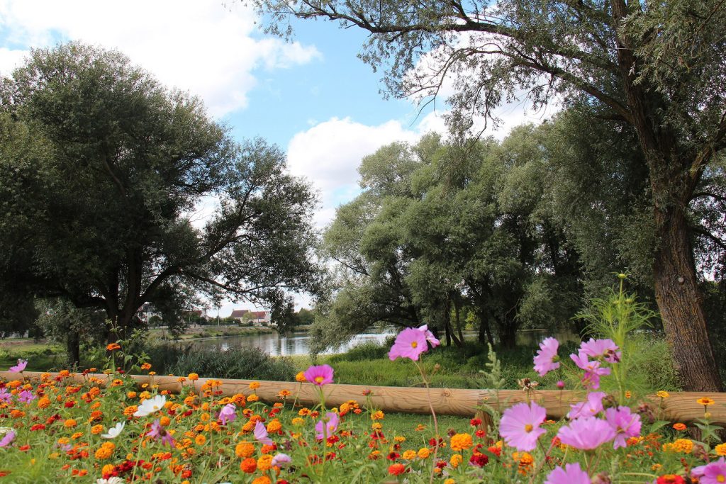 La saône derrière le gazon fleuri